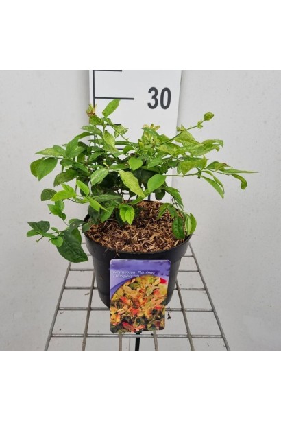 Лохина високоросла Фламінго